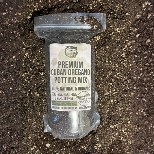Cuban Oregano Premium Potting Mix