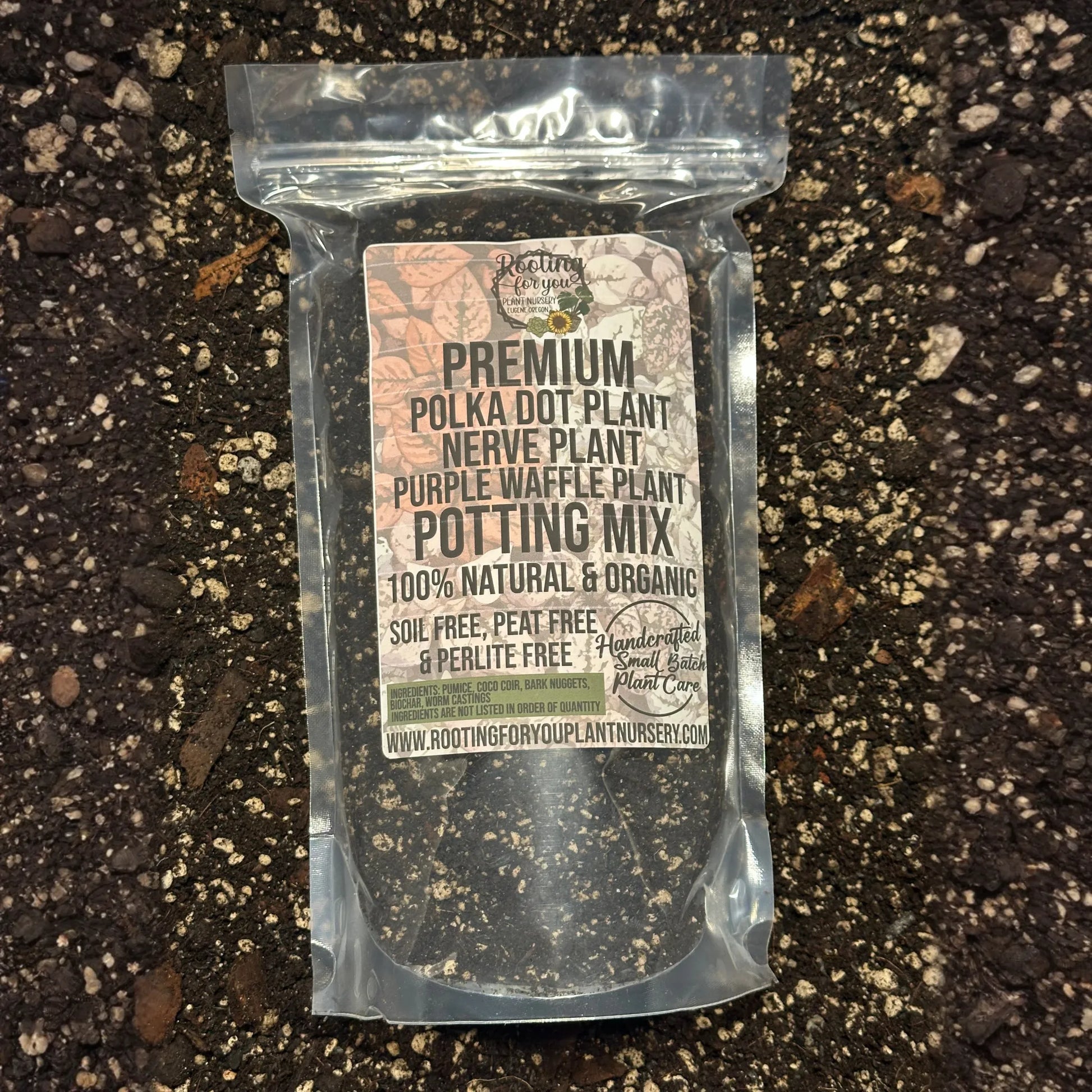 Polka Dot Plant - Fittonia Nerve Plant - Purple Waffle Plant Premium Potting Mix