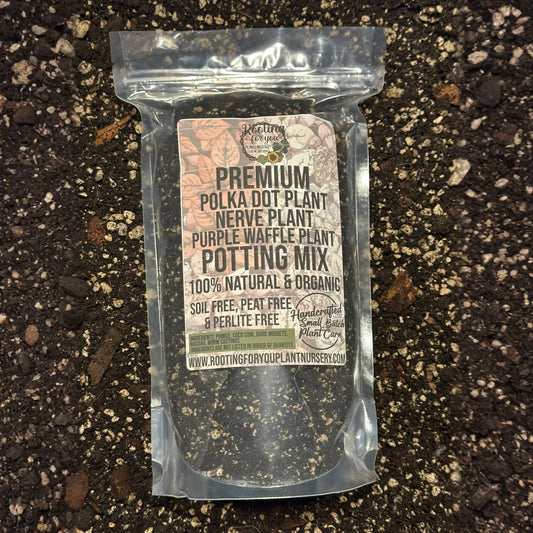 Polka Dot Plant - Fittonia Nerve Plant - Purple Waffle Plant Premium Potting Mix