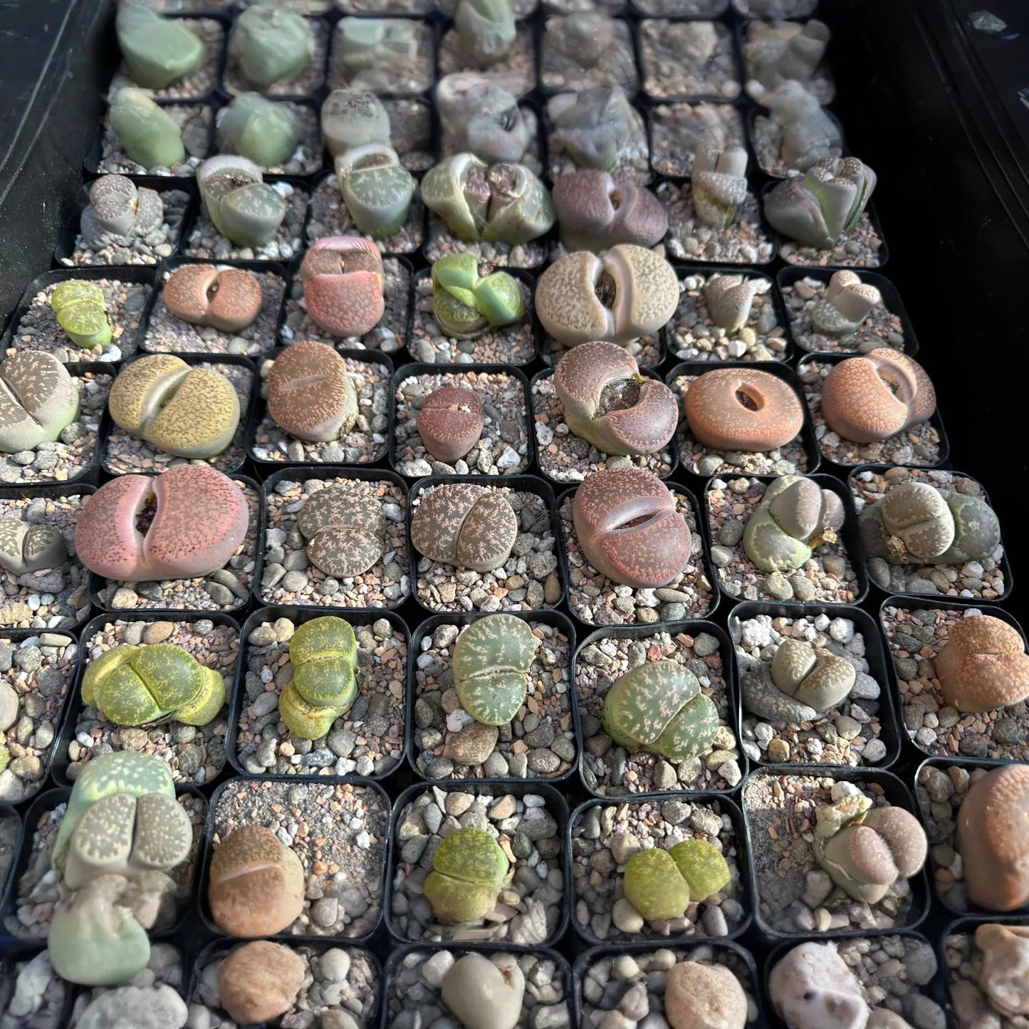 MYSTERY LITHOP - Living Stone Succulent in our Premium Lithops Mix! Includes Shipping!
