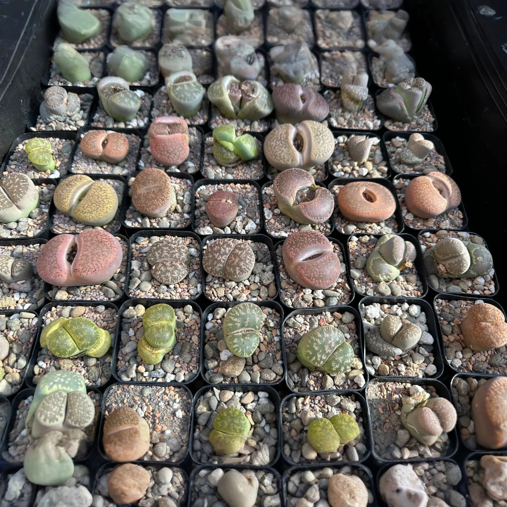 MYSTERY LITHOP - Living Stone Succulent in our Premium Lithops Mix! Includes Shipping!
