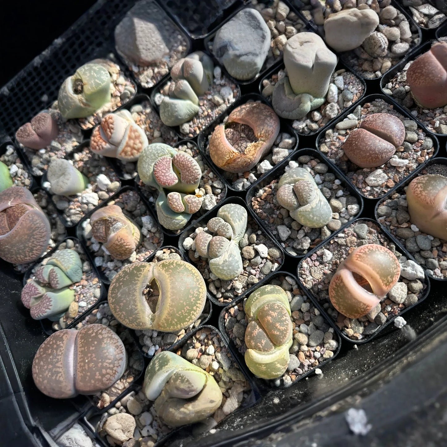 One Lithop