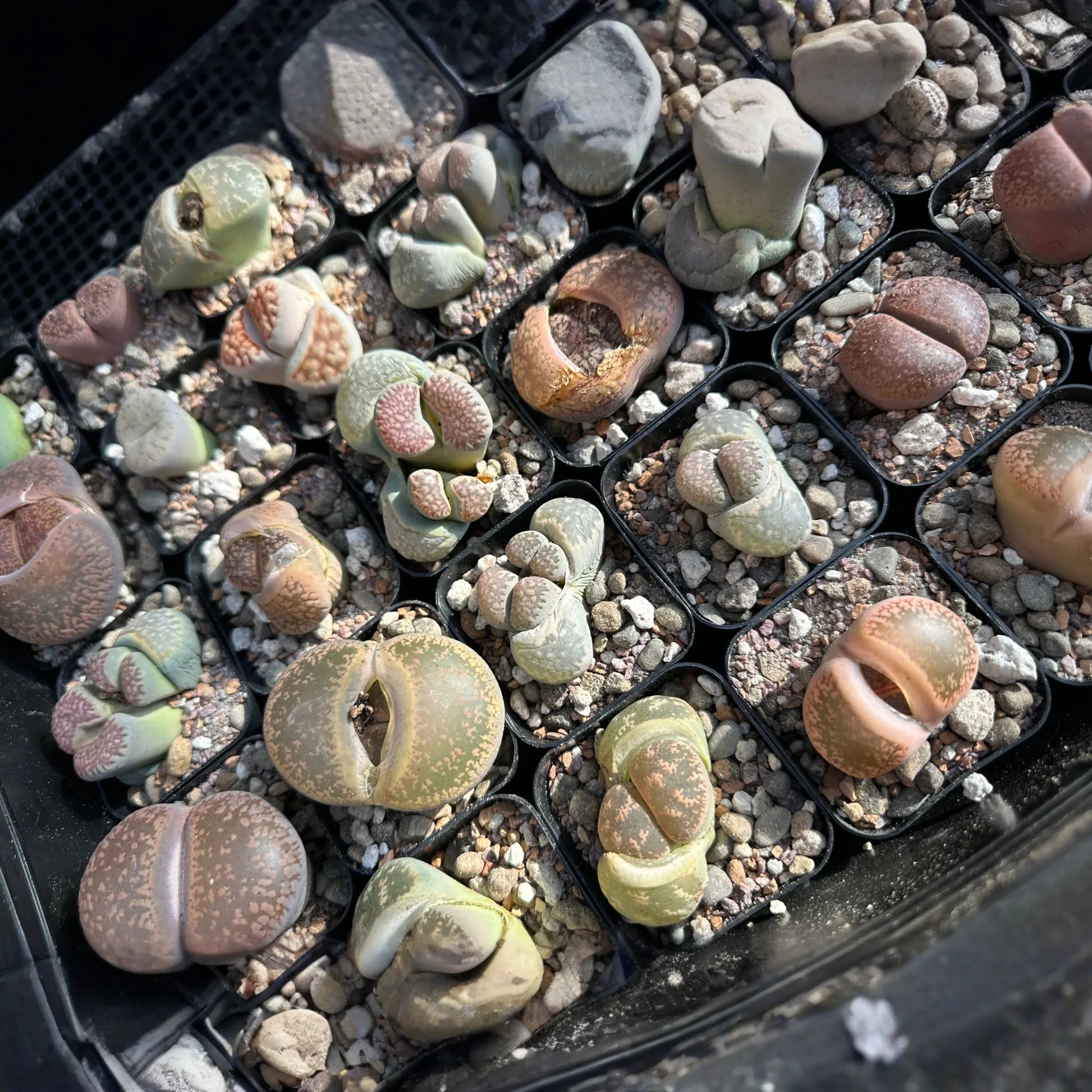One Lithop
