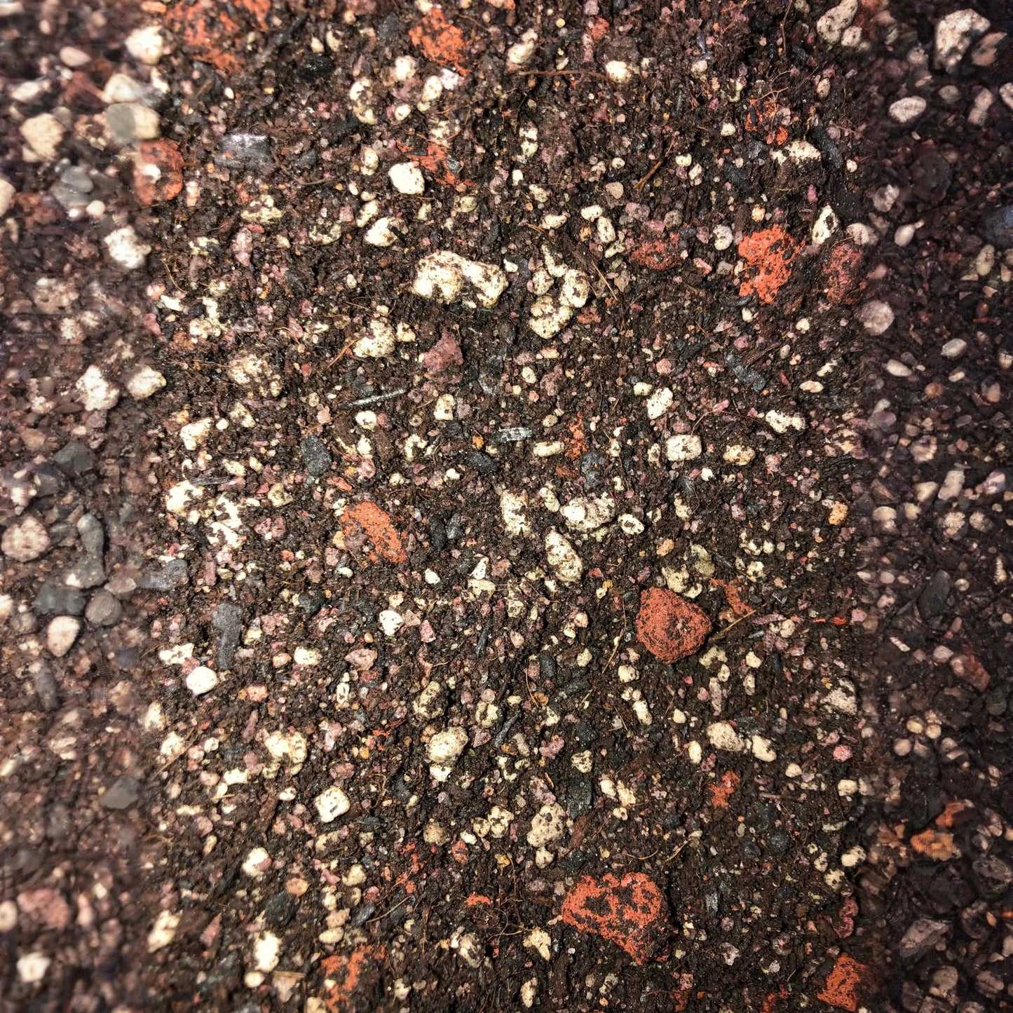 Olive Tree Premium Potting Mix