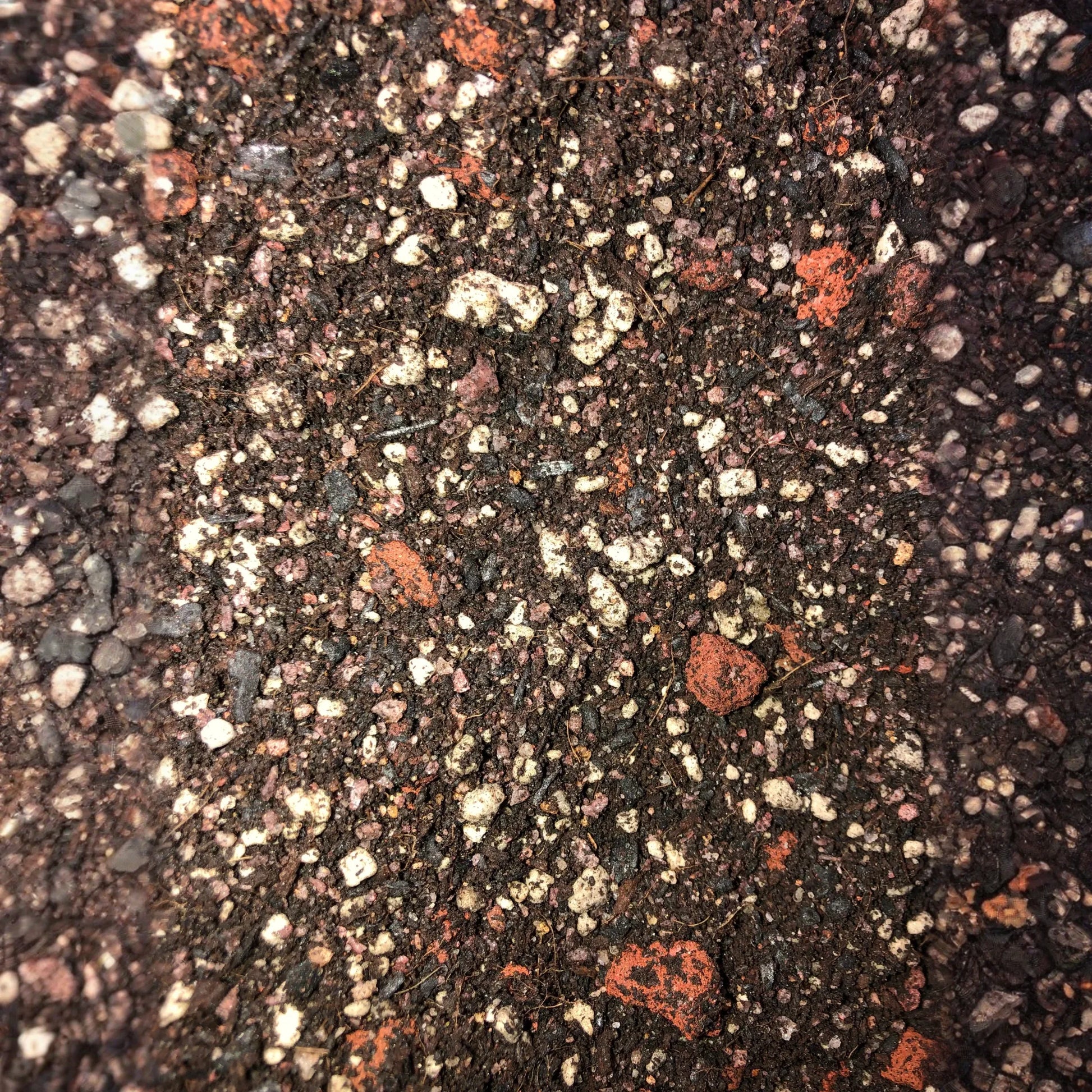 Olive Tree Premium Potting Mix