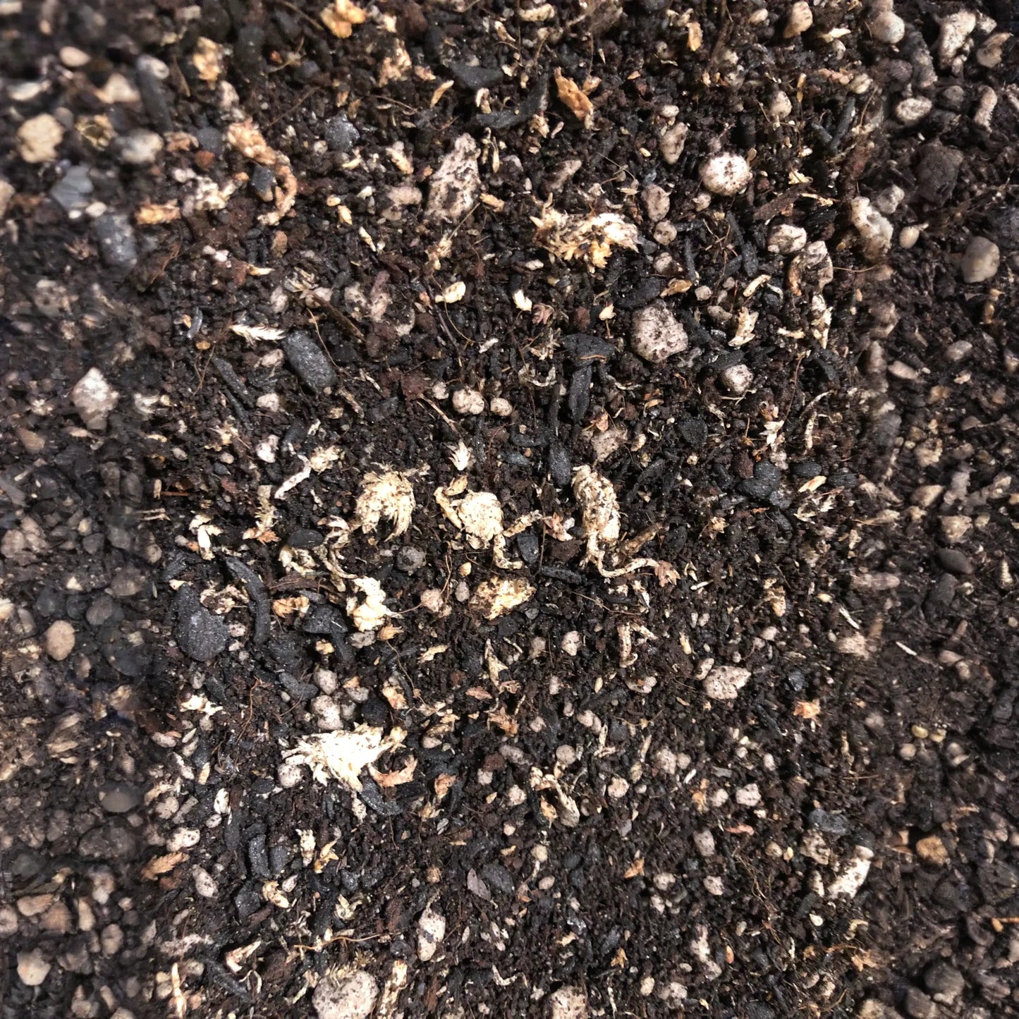TERRARIUM Premium Potting Mix