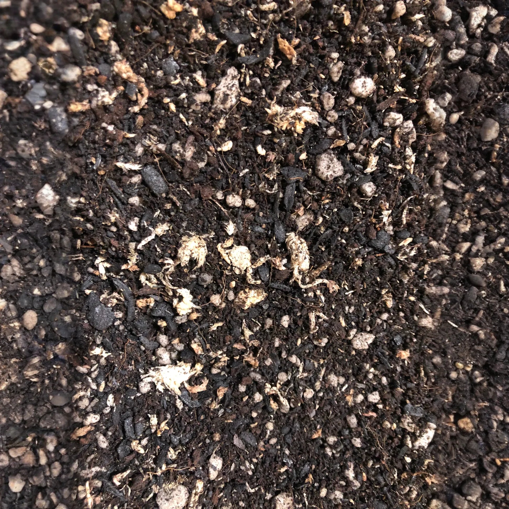 TERRARIUM Premium Potting Mix