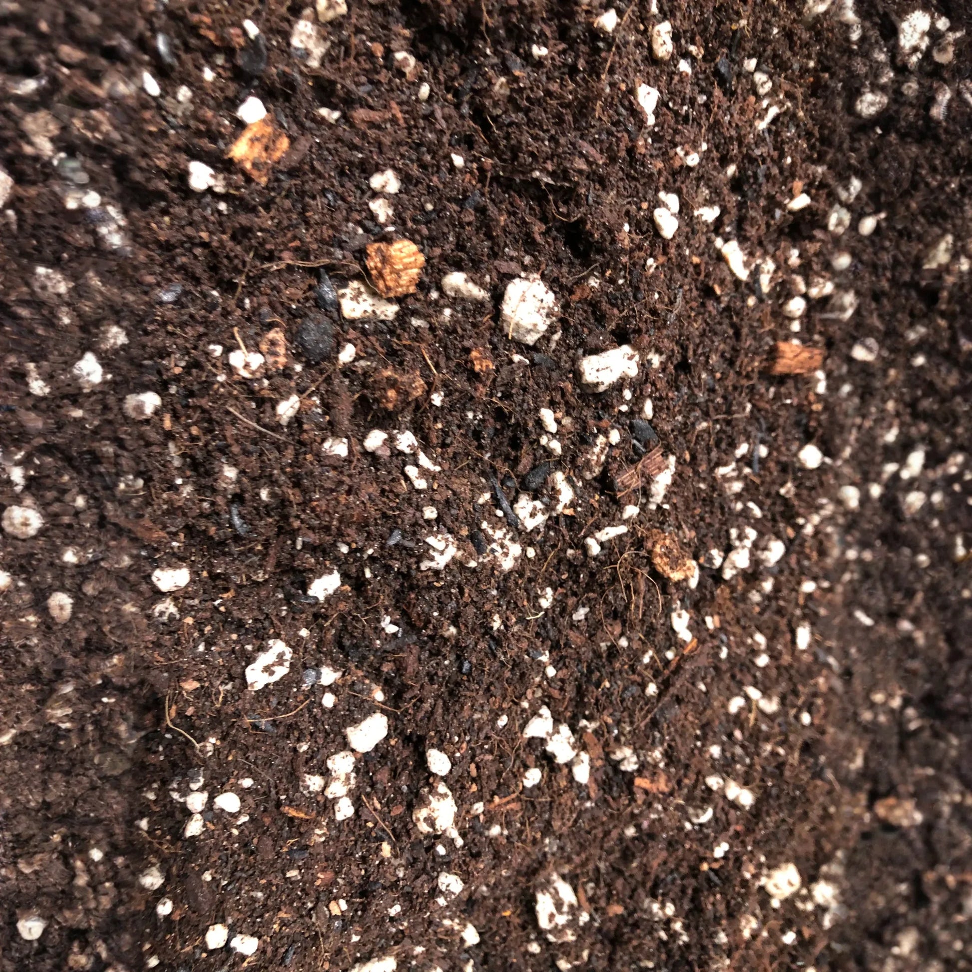 Money Tree Premium Potting Mix