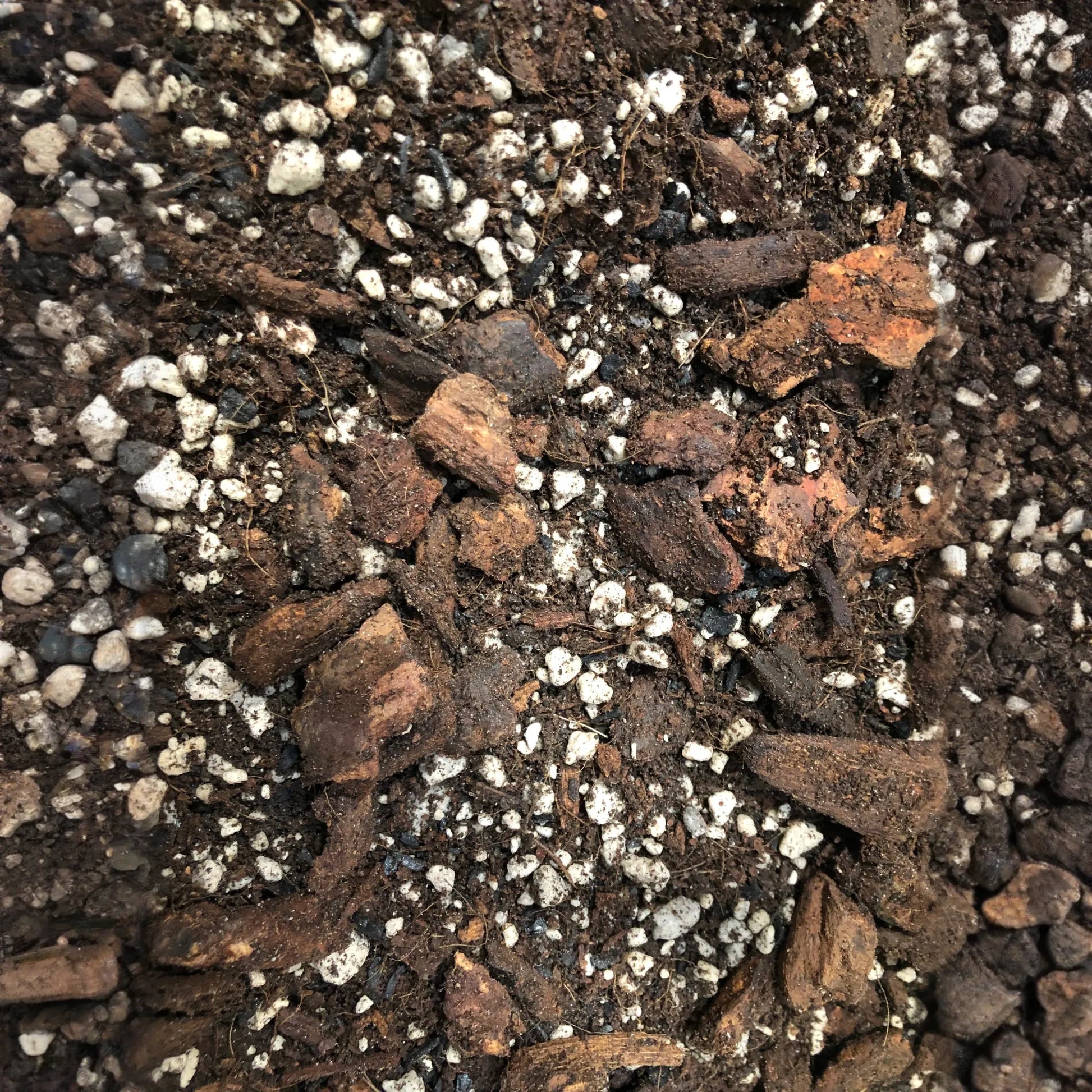 Ficus Premium Potting Mix