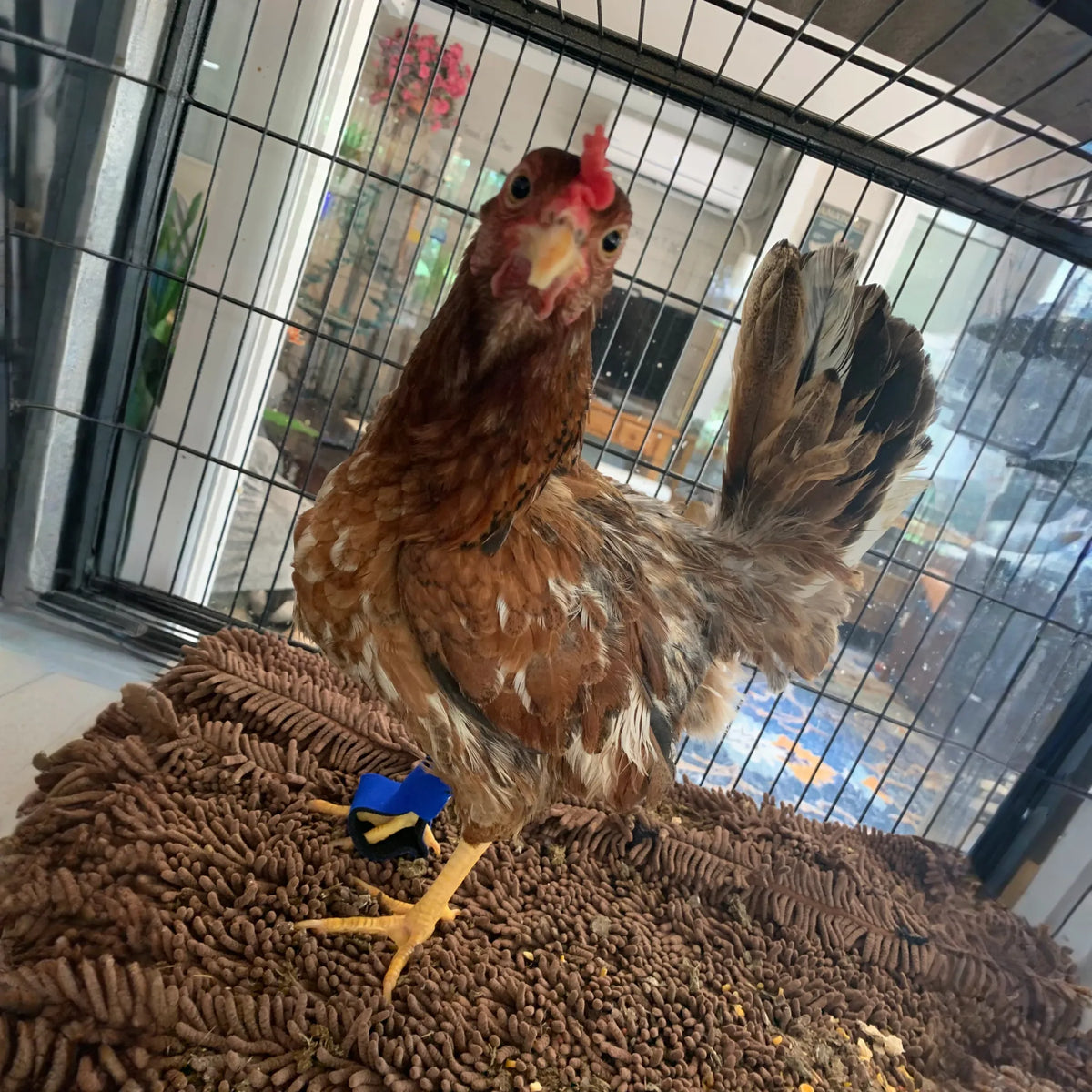Chicken Sandal Pair (Sandals for Chickens) / Gray