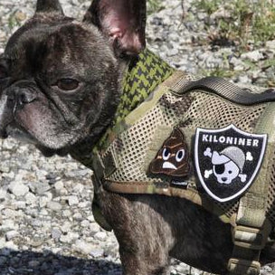 PIRATE DAWG Morale Patch