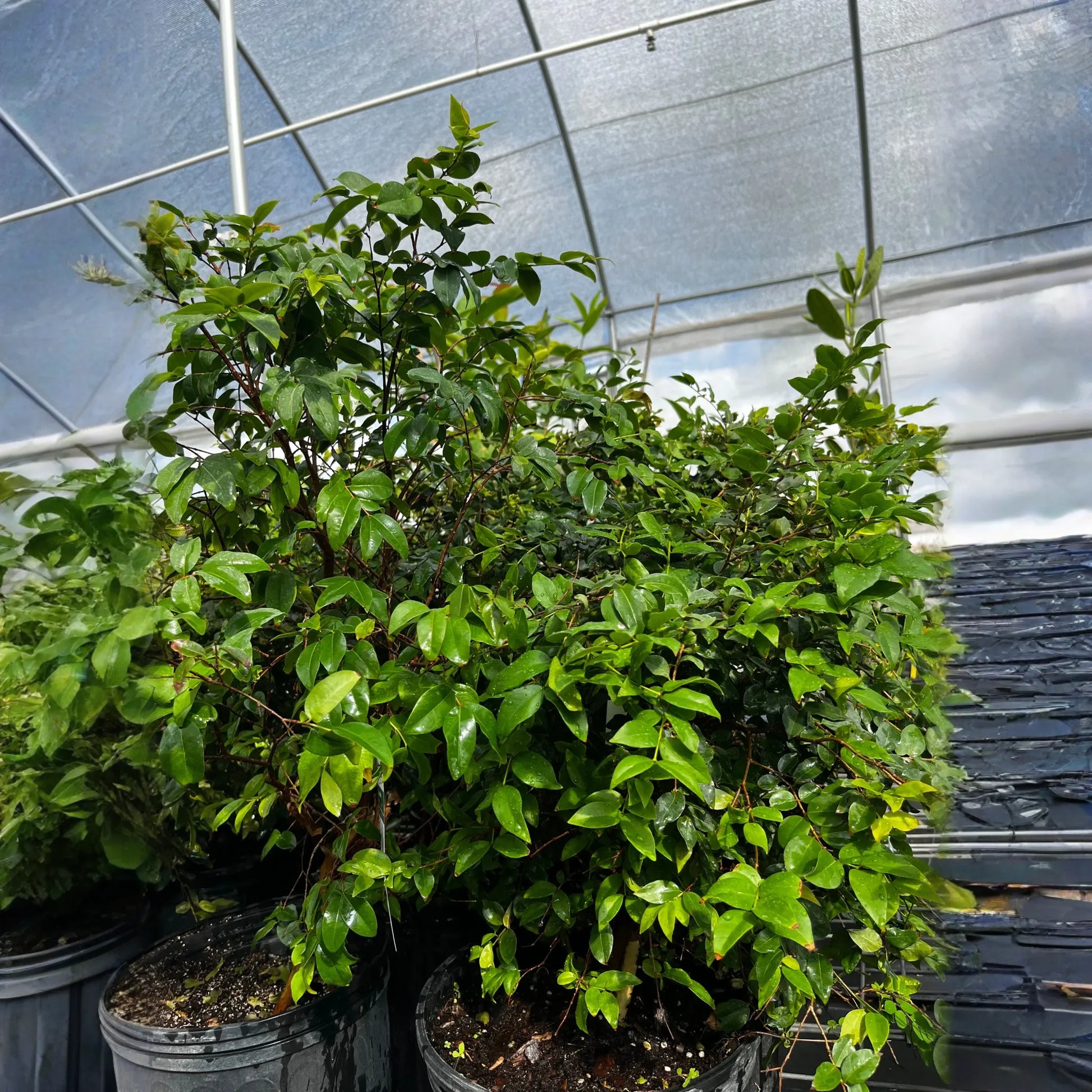 Jabuticaba (Plinia cauliflora)
