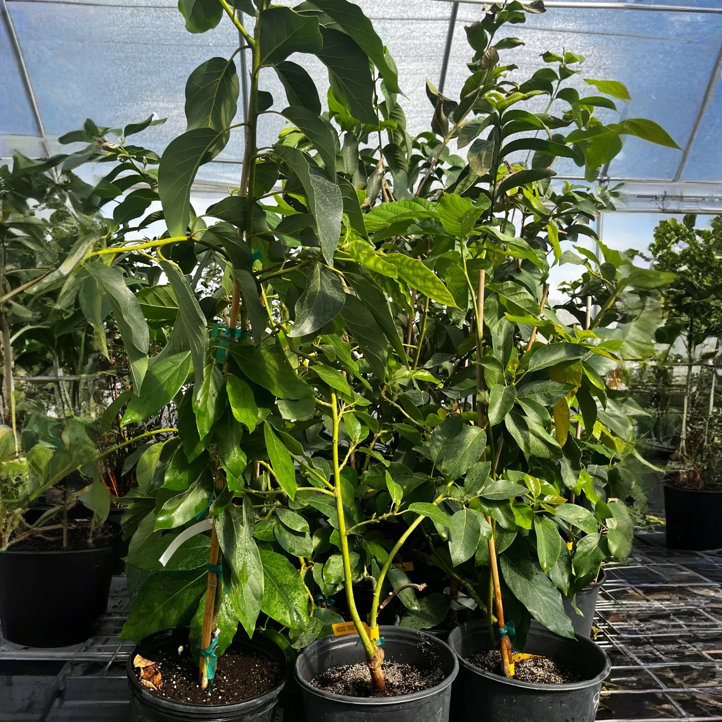 Avocado 'Choquette' (Persia americana)