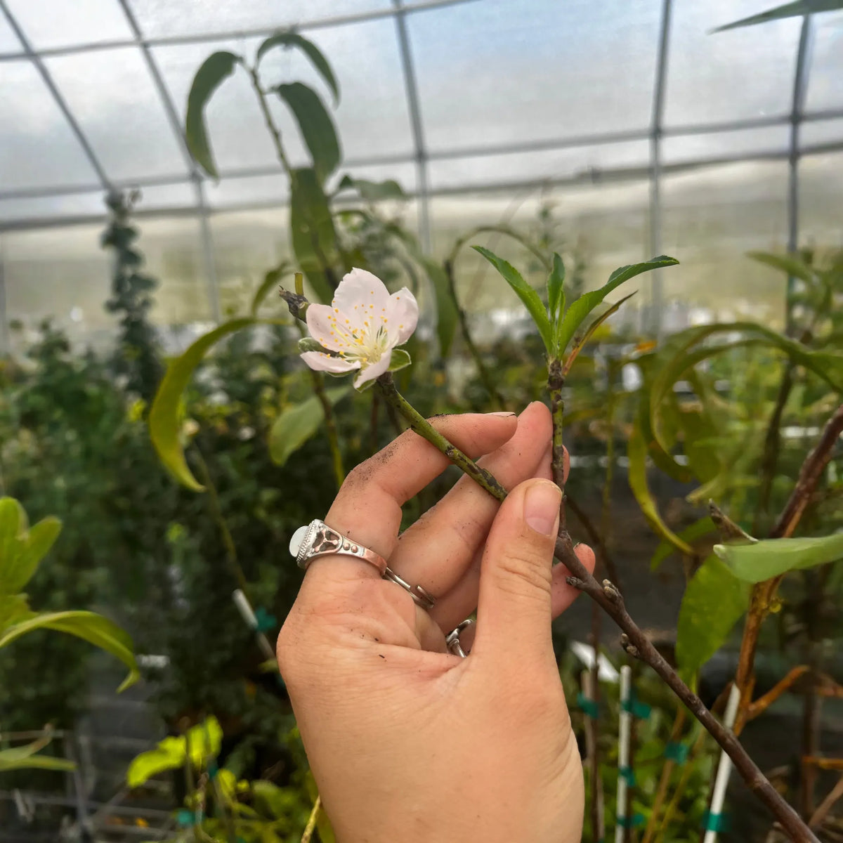 Peach 'Tropic Beauty' (Prunus persica) - 🆕 New Arrivals, All Products, Products from Sow Exotic, 🏡 Home + Garden - Little Red General Store