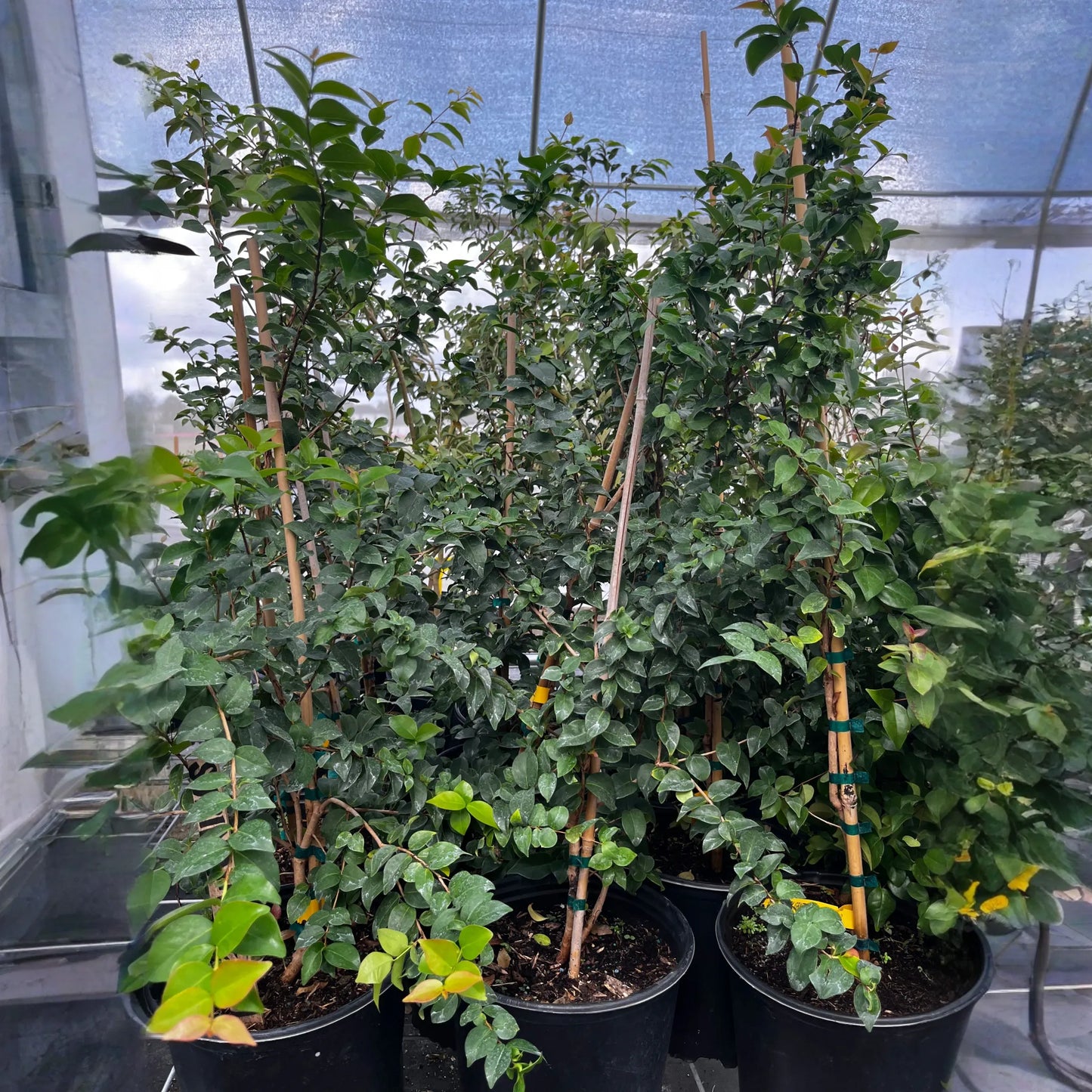 X-Large Nursery Pot