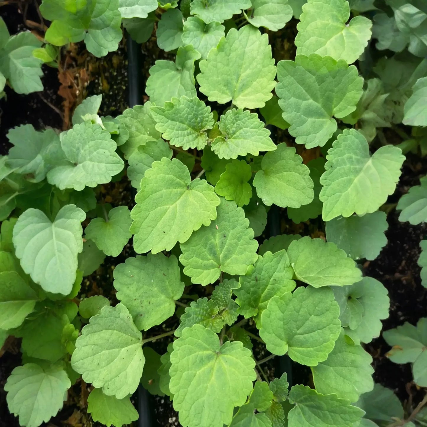 Korean Mint (Agastache rugosa)