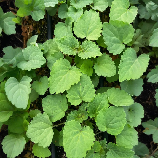 Korean Mint (Agastache rugosa)