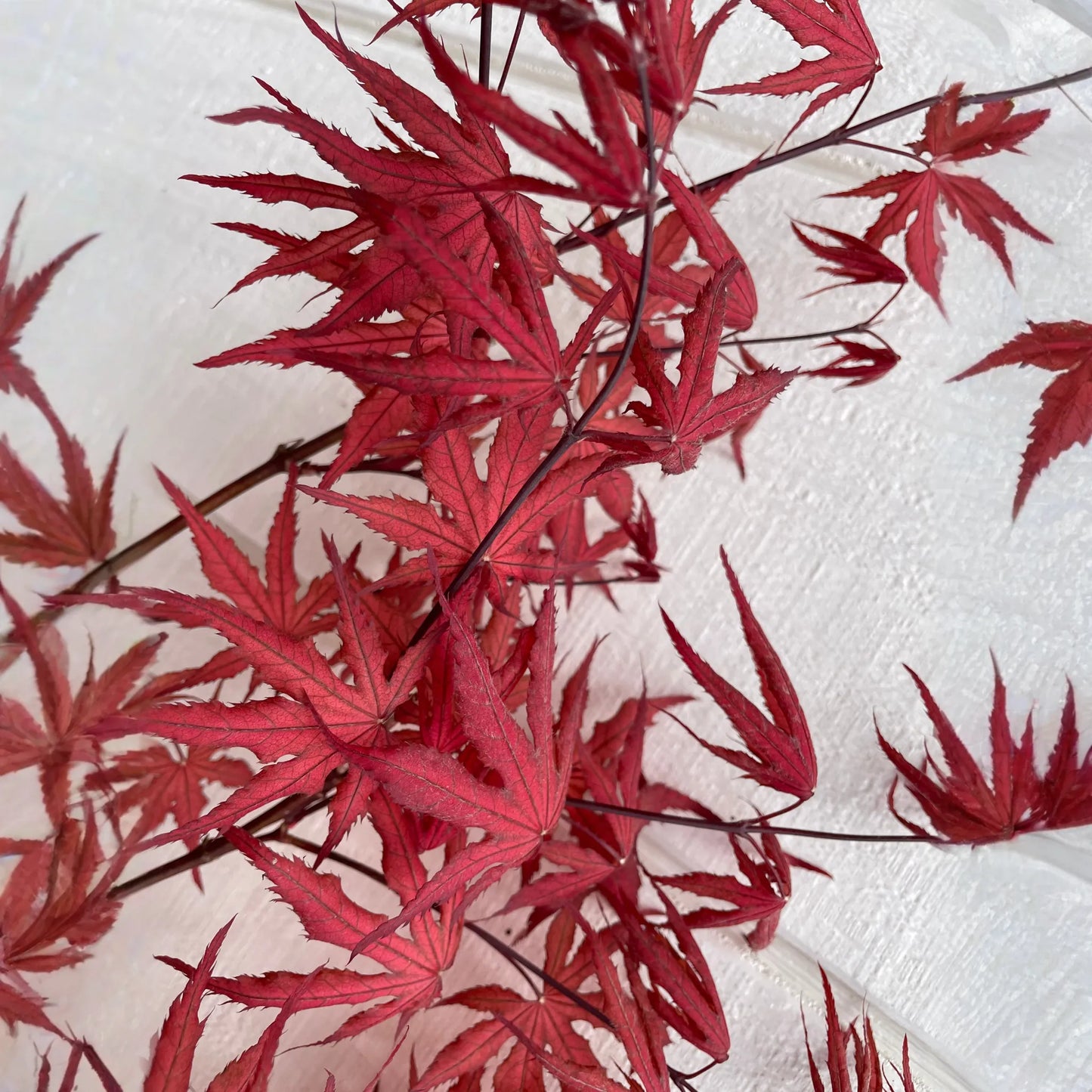 Japanese Maple ' Purple Ghost ' Grafted