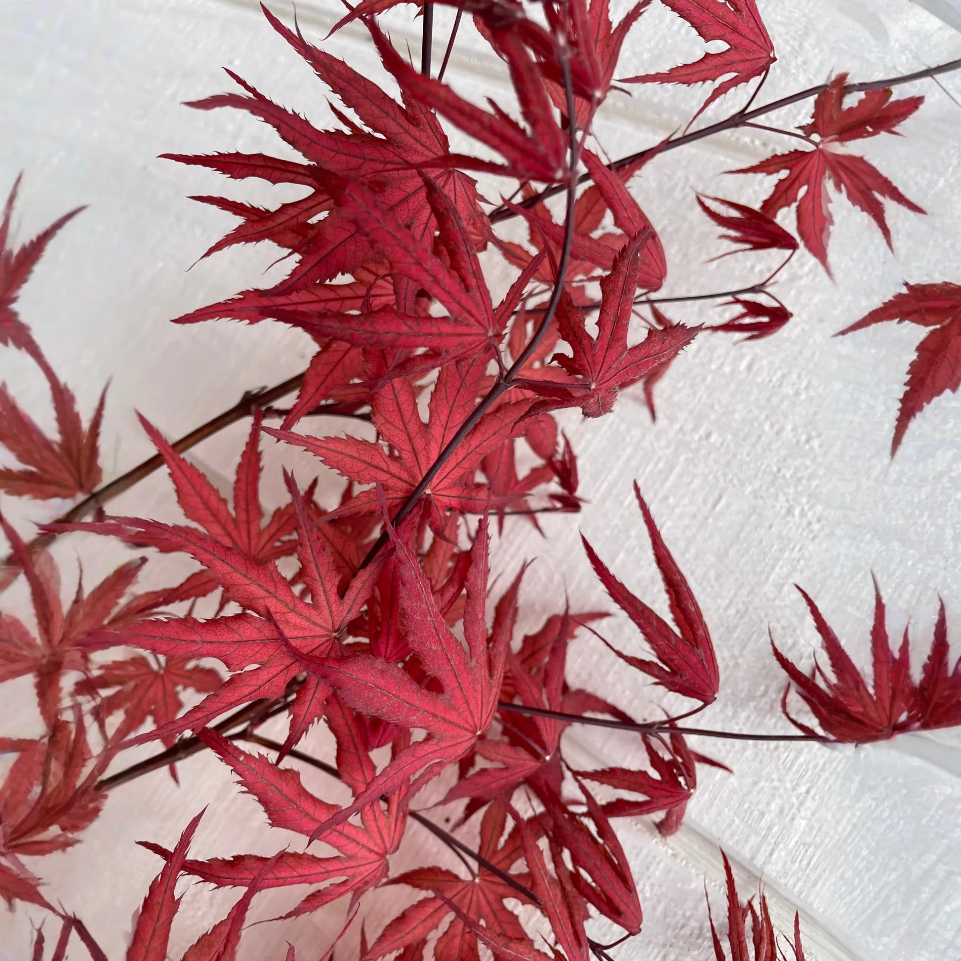 Japanese Maple ' Purple Ghost ' Grafted