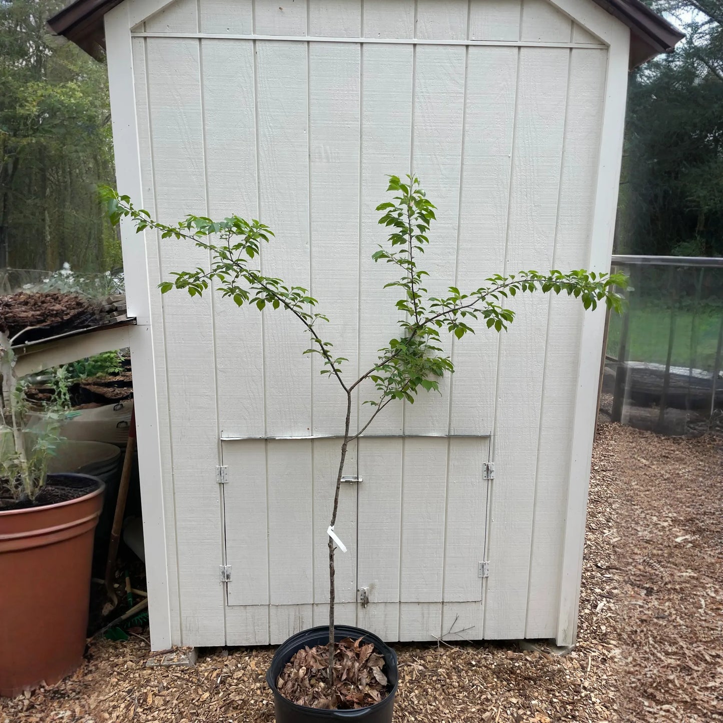 Black Cherry ( Prunus serotina ) Tree