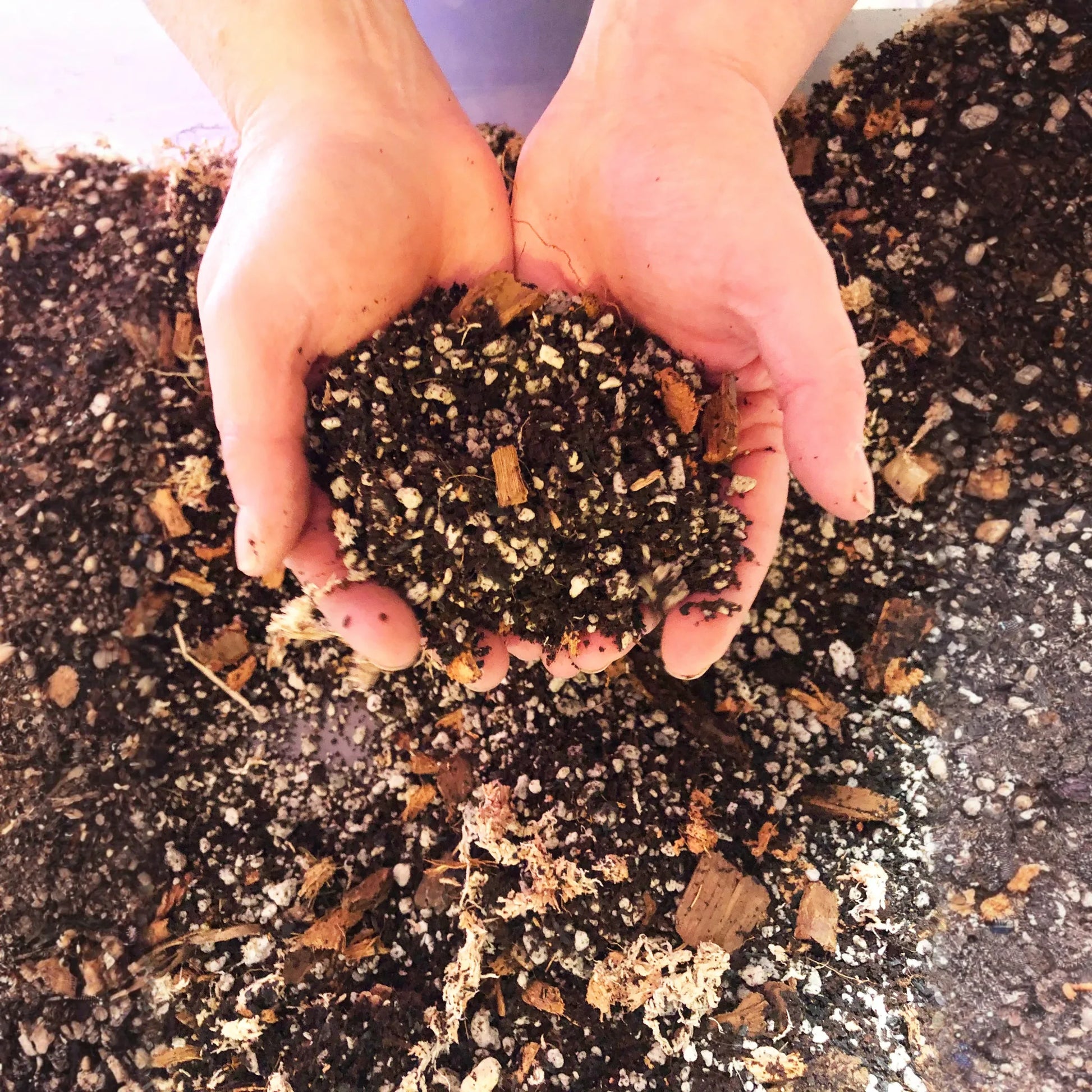 Alocasia - Colocasia - Caladium Premium Potting Mix
