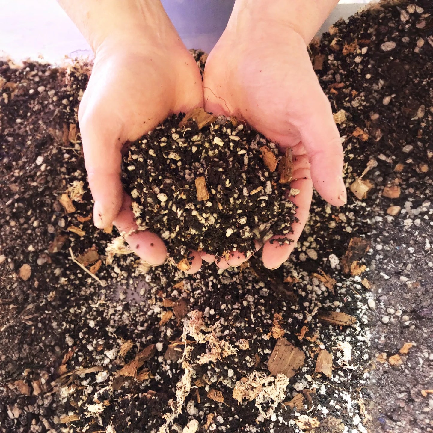 Aglaonema Premium Potting Mix