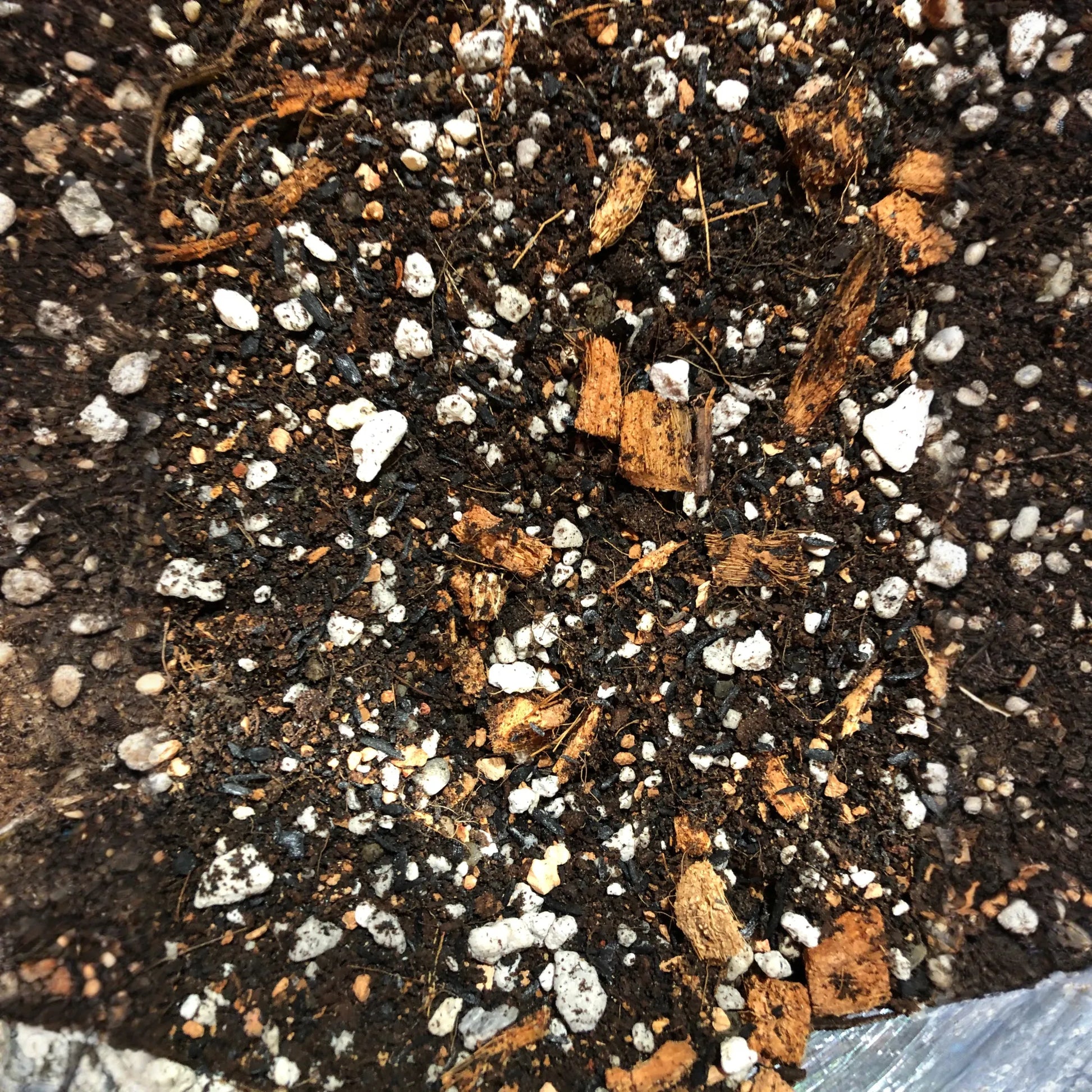 Alocasia - Colocasia - Caladium Premium Potting Mix
