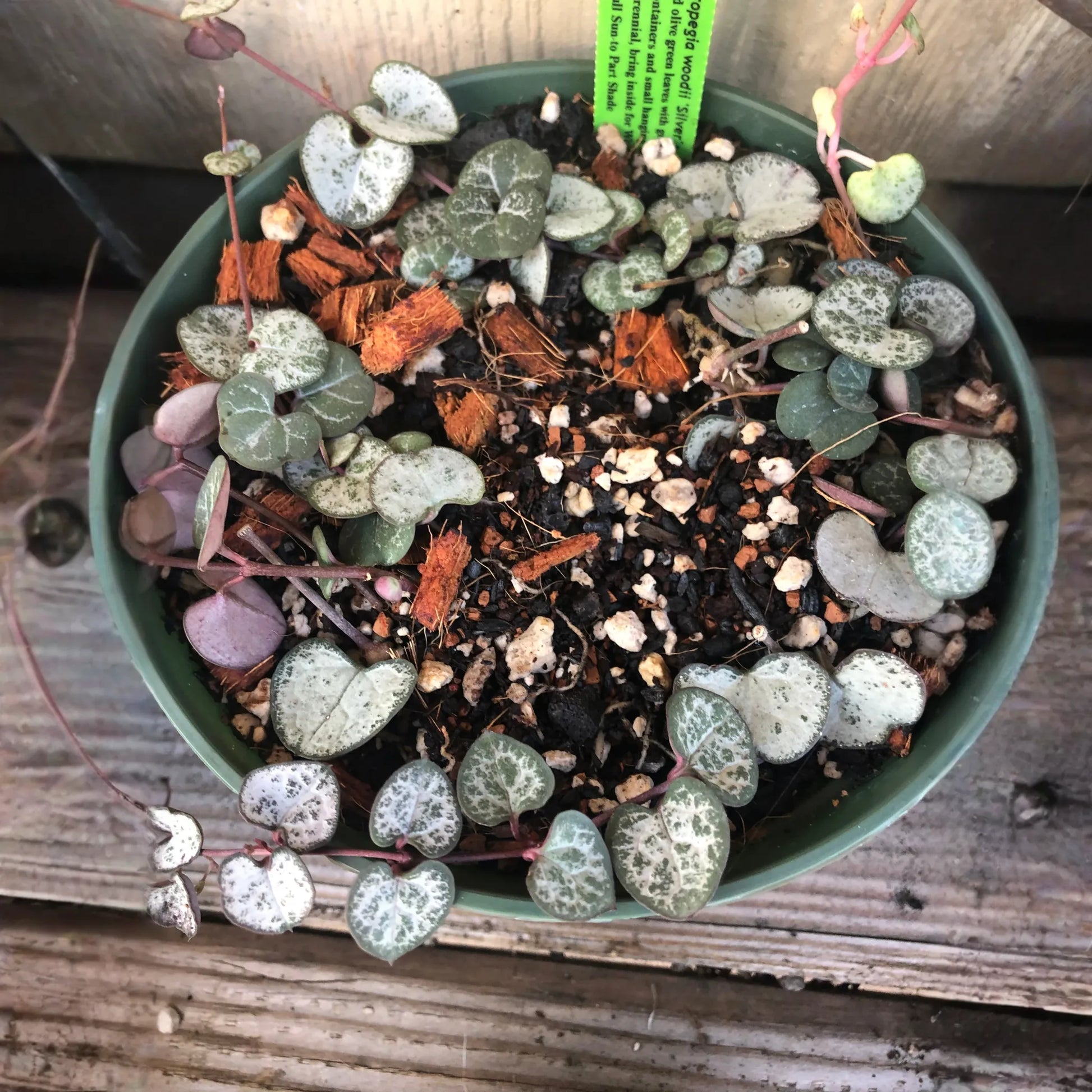 1/2 Gallon