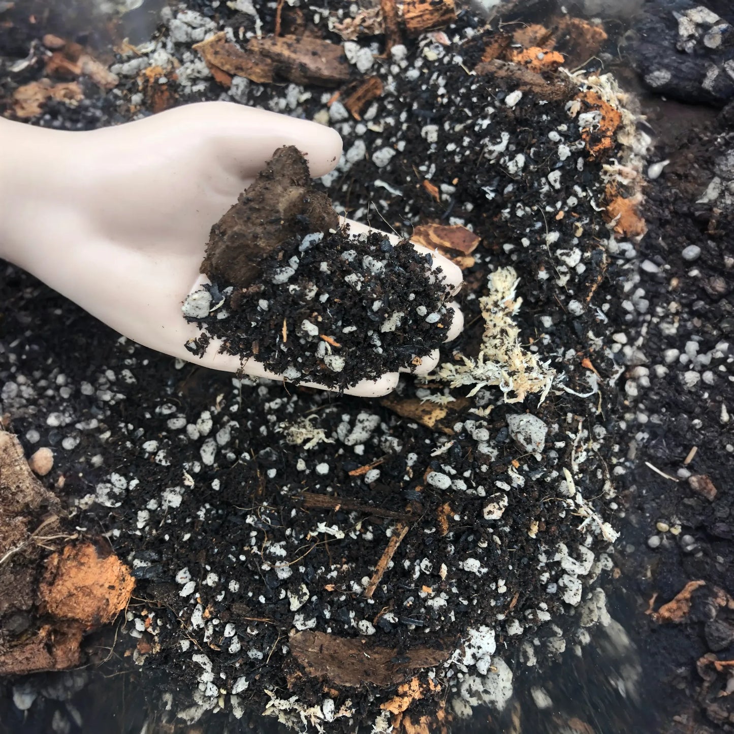 Alocasia - Colocasia - Caladium Premium Potting Mix