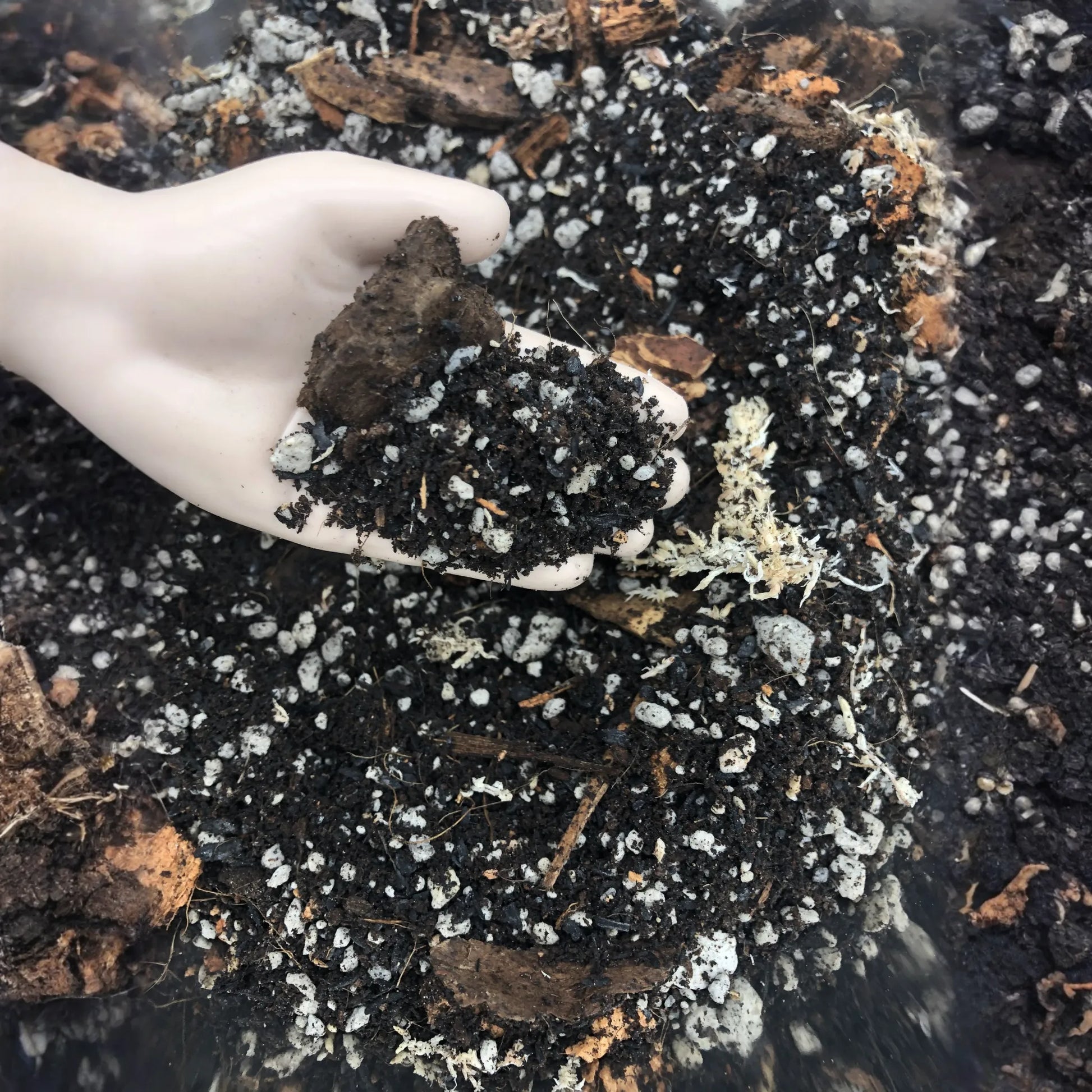 Aglaonema Premium Potting Mix