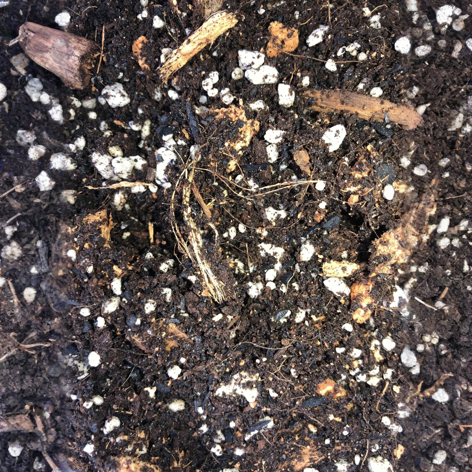 RHAPHIDOPHORA Premium Potting Mix