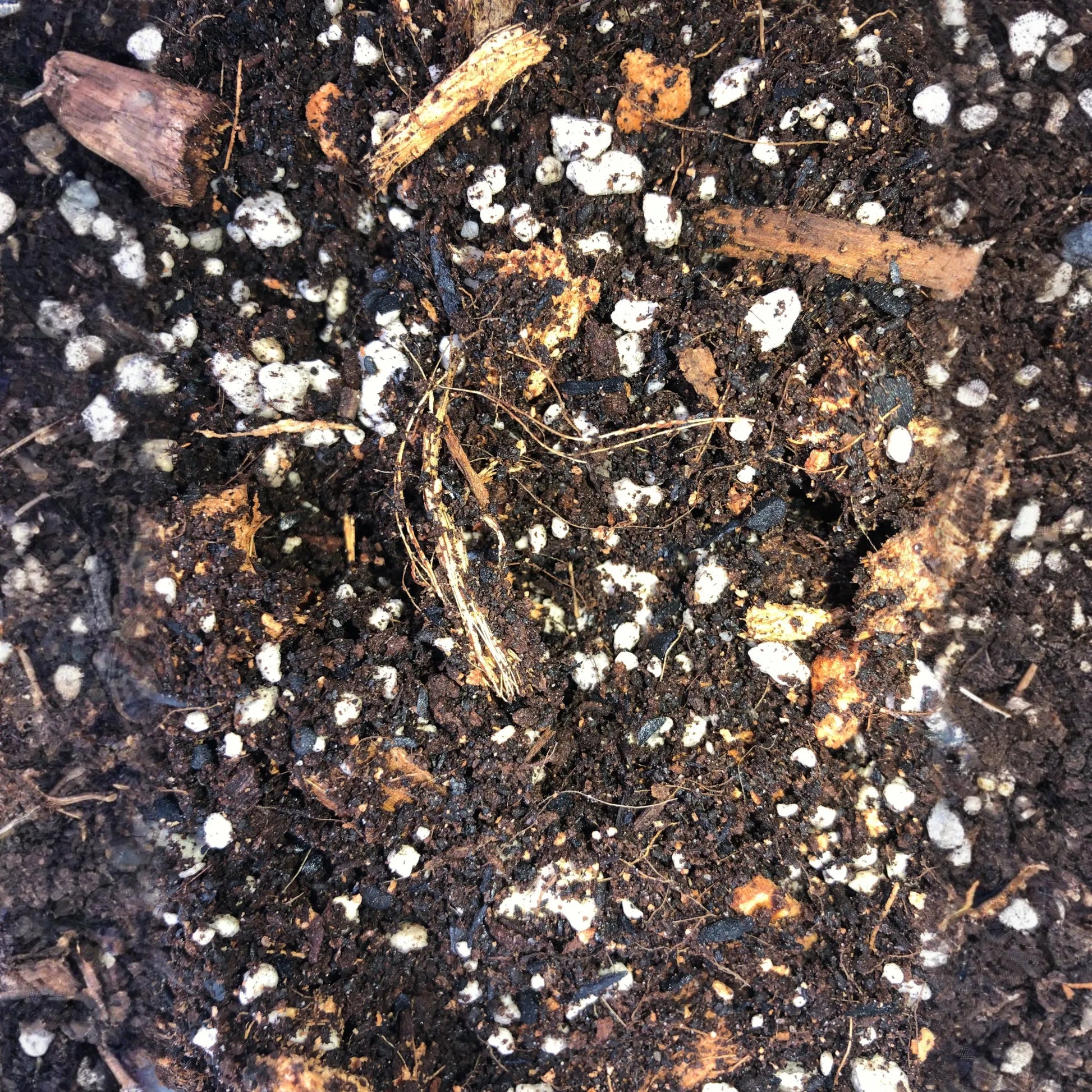 Philodendron Premium Potting Mix