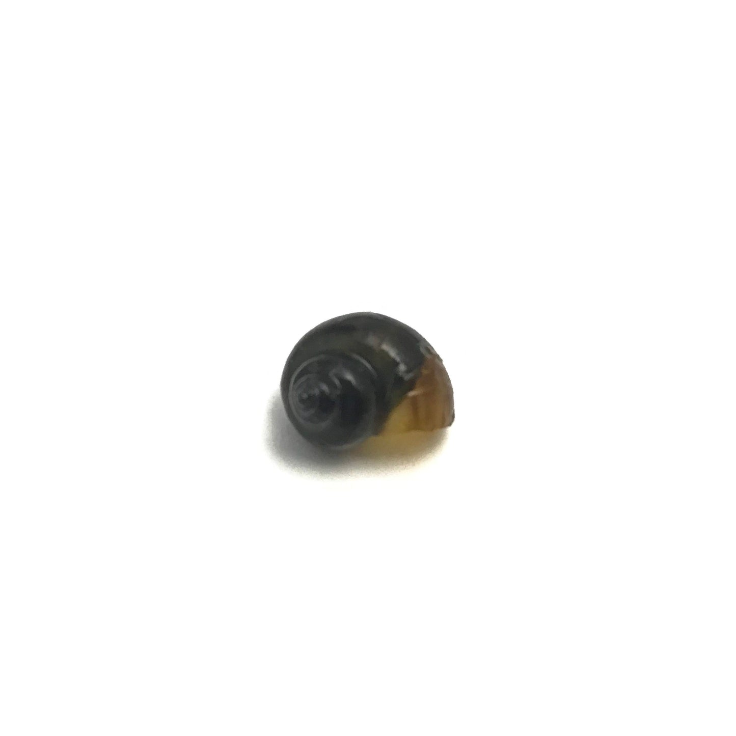 Mystery Snails