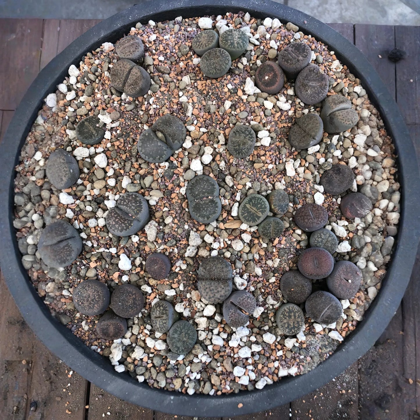 Lithops Living Stone Premium Potting Mix