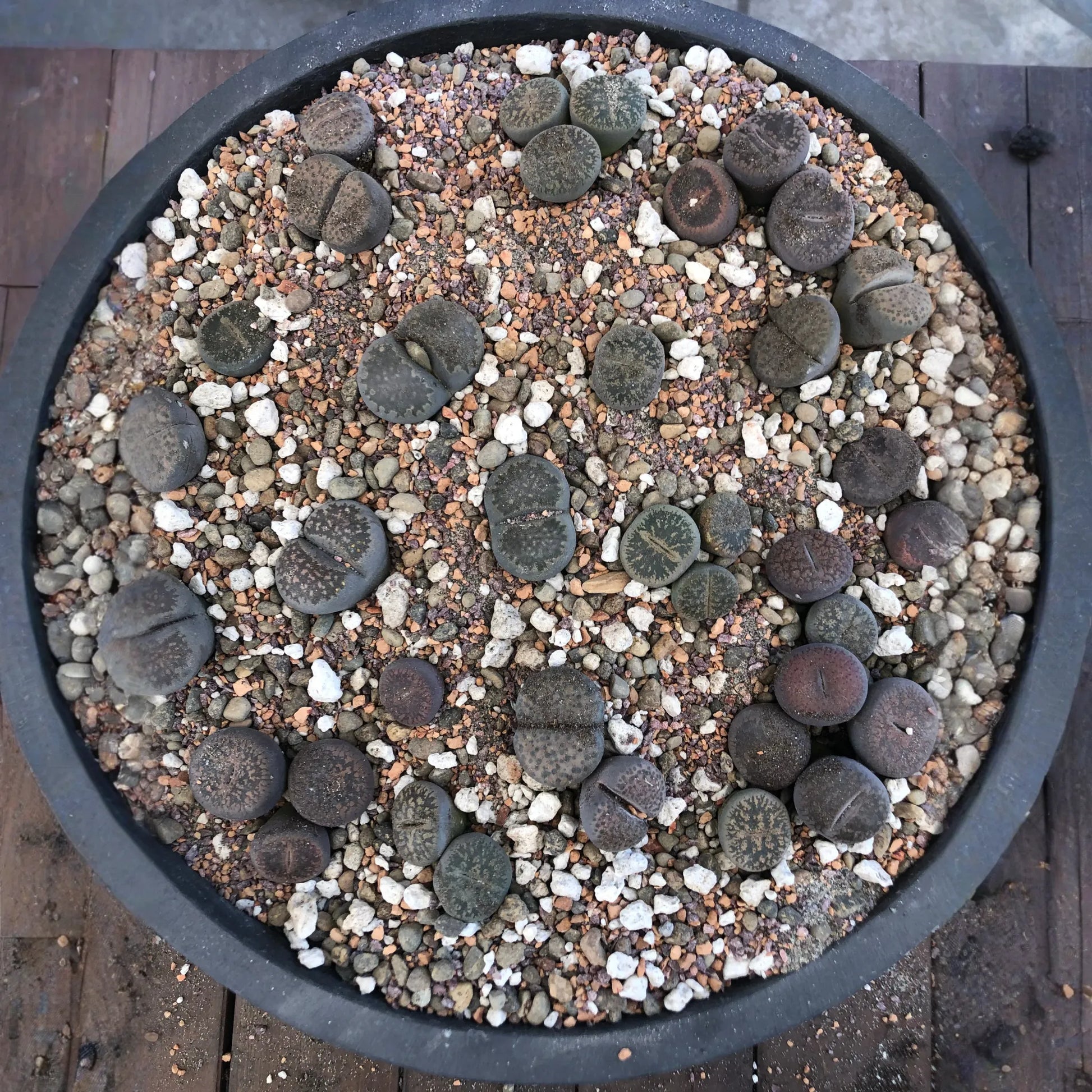 Lithops Living Stone Premium Potting Mix