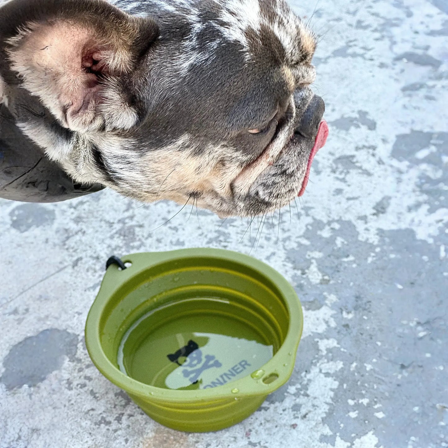 CB1 Collapsible Dog Bowl