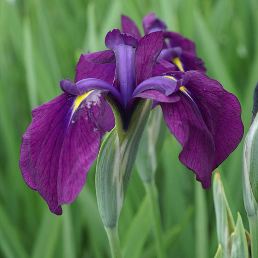 Live Japanese Iris Iris kaempferi variegata | Variegated Hardy Aquatic Marginal Pond Plant | Bareroot Water Garden Flower