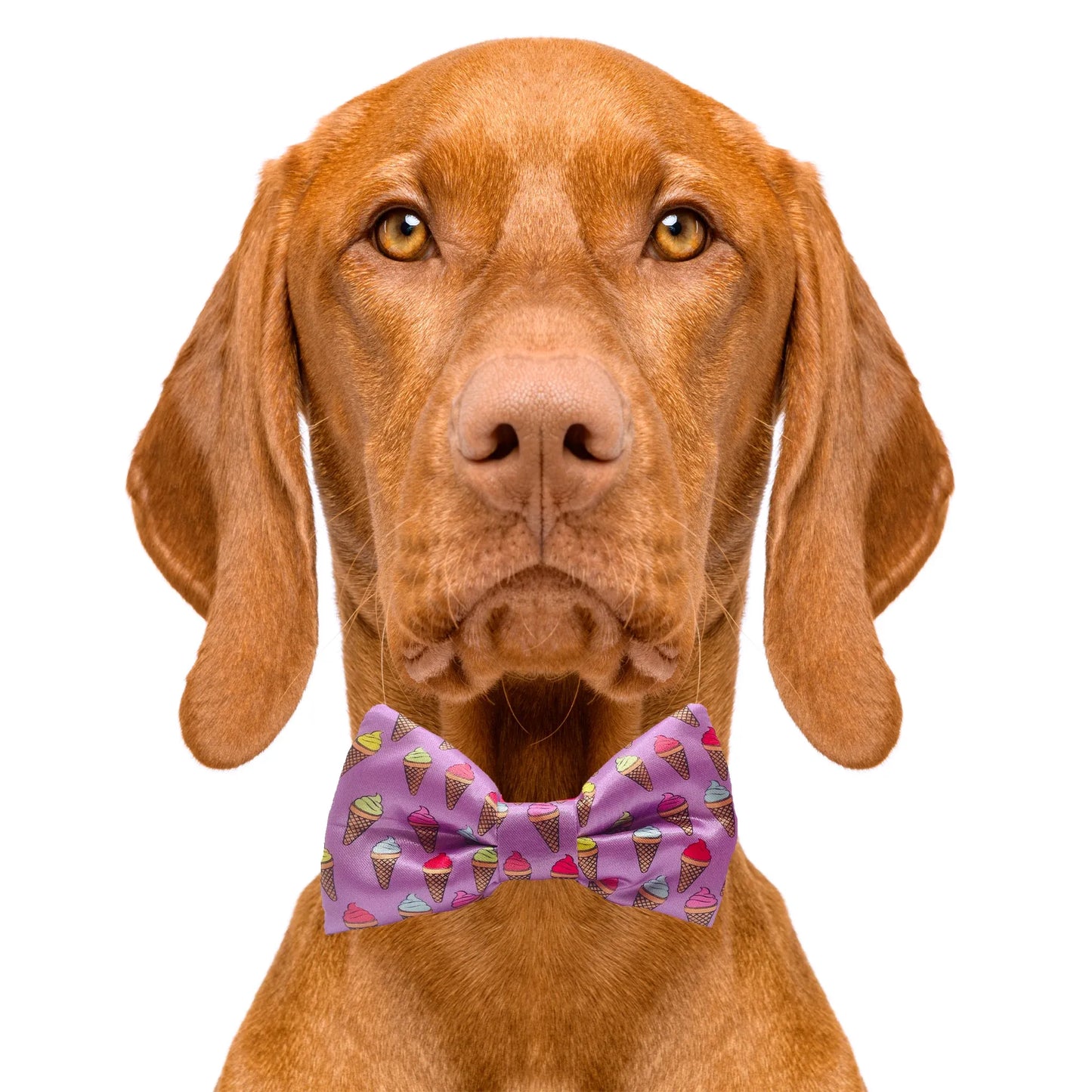 Ice Cream Cone Purple Dog Bow Tie