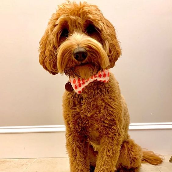Ice Pops Pattern Dog Bow Tie