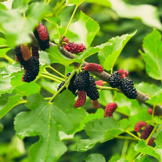 Illinois Everbearing Mulberry Live Plant | 1 Starter Tree | Fast Fruit Producer | Sweet Berries | Hardy & Drought-Tolerant | USDA Zones 4–9