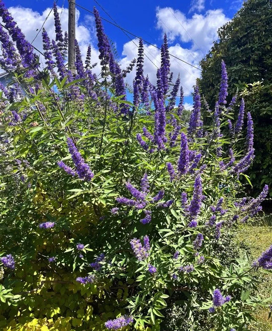 Vitex agnus-castus Cuttings – 10 Unrooted Chaste Tree Starts – Blue Flowering Shrub for Garden, Landscape, or Ornamental Use