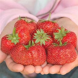 Strawberry, June-bearing, 'Jewel' (1 root cutting, 25 min. order)