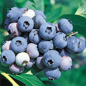 Blueberry, Hybrid Highbush 'Jersey' (2-year, 16-20 inch, 1-liter)