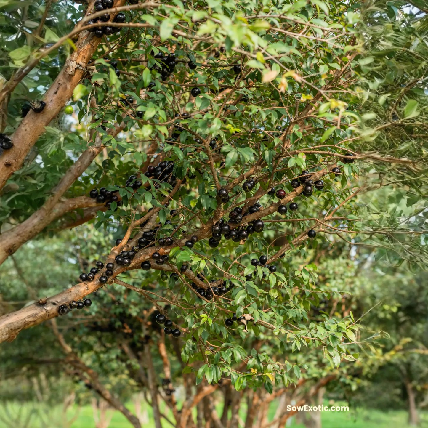 Jabuticaba (Plinia cauliflora)