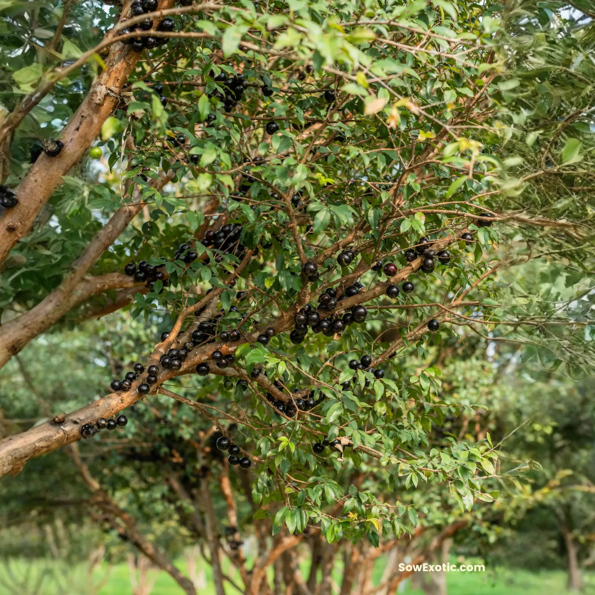 Jabuticaba (Plinia cauliflora)