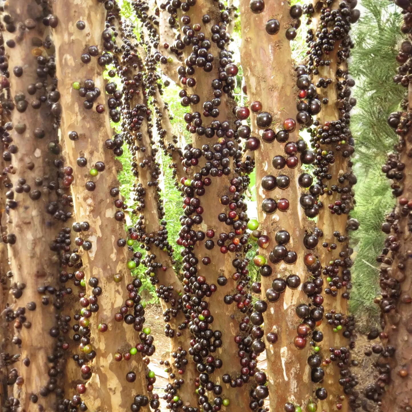 Jabuticaba (Plinia cauliflora)