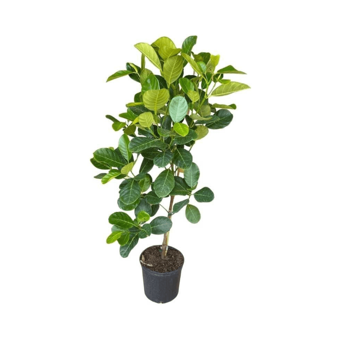 Dang Rasimi Jackfruit Dwarf Tree, from Seedlings