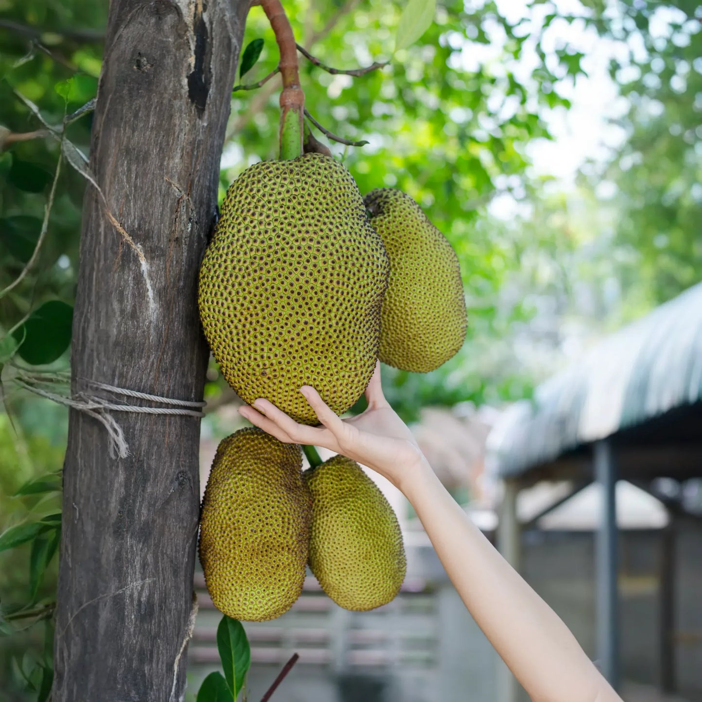 Jackfruit 'Black Gold' (Artocarpus heterophyllus)