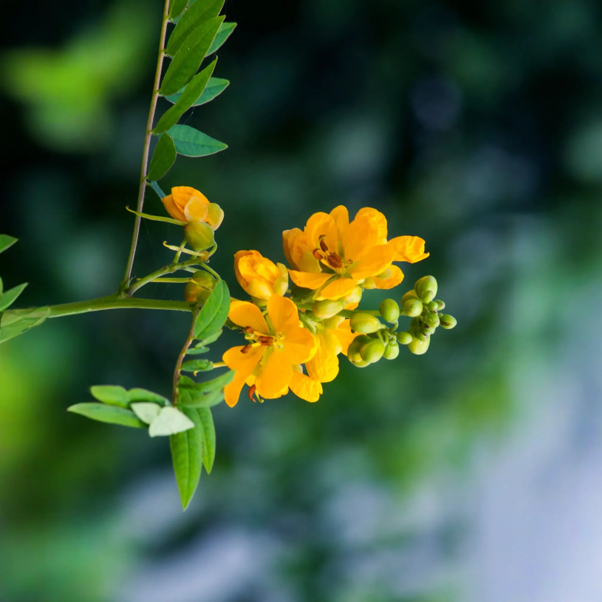 Jamaican Dandelion (Senna occidentalis)