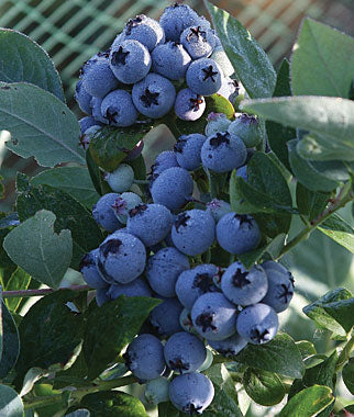 Blueberry, Hybrid Highbush 'Clockwork' (2-year, 16-20 inch, 1-liter)